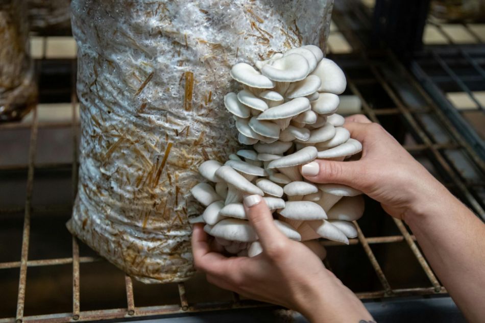 Cómo preparar un sustrato excelente para hongos pleurotus